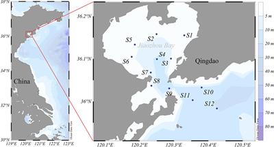 Spatial and Seasonal Variations in the Stable Isotope Values and Trophic Positions of Dominant Zooplankton Groups in Jiaozhou Bay, China